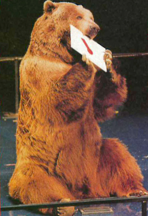 A bear sitting on its hind legs, holding a white card with a red mark in its paws.